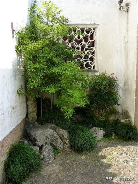 竹子怎麼種 浴室 窗戶